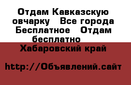 Отдам Кавказскую овчарку - Все города Бесплатное » Отдам бесплатно   . Хабаровский край